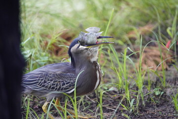 Green-backed bittern 
devouring a cichlid, (Butorides striata) Ardeidae family. Fortaleza Ceará, Brazil.