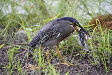 Green-backed bittern 
devouring a cichlid, (Butorides striata) Ardeidae family. Fortaleza Ceará, Brazil.