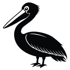 pelican on white background