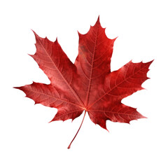 maple leaf isolated on white