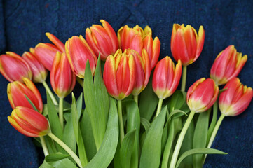 beautiful bouquet of red-yellow tulips on a blue background close-up