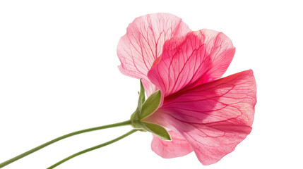 Pink sweet pea flower blooming with transparent background