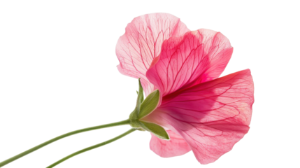 Pink sweet pea flower blooming with transparent background