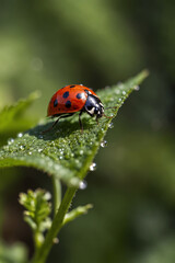 A macro shot of a ladybug, showcasing its vibrant red shell with black spots, perched delicately on a green leaf, highlighting nature's tiny wonders