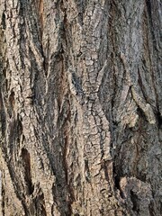 Full frame of tree trunk. Texture of trunk close-up