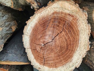 Close-up of firewood, texture of felled wood stored for winter