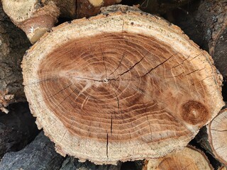 Close up of cut wood