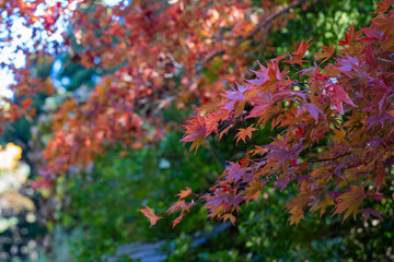 紅葉する公園のモミジ(カエデ)
