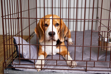 The beagle dog is lying in a cage. Wire crate