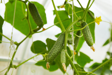 Green cucumbers grow in a greenhouse. Organic growing of vegetables.
