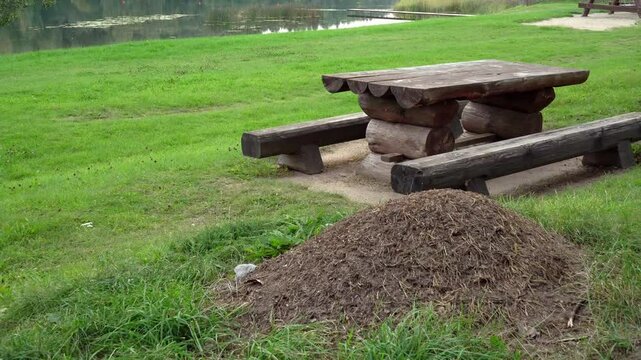 A thoughtfully designed lakeside relaxation spot, featuring a wooden table and benches. An anthill adds a unique touch, emphasizing an ecosystem-friendly design.