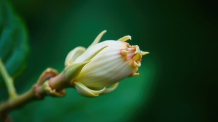 Delicate Beech Bud Blooming in Nature&rsquo;s Embrace