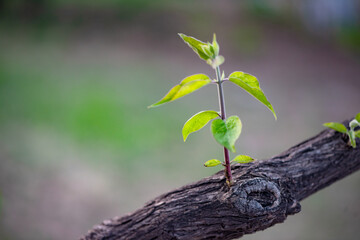 In the early spring season, various plants in the fields grow tender leaves in close-up