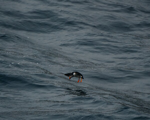 An Atlantic puffin soars over the ocean near Dyrhólaey, South Iceland, with its wings spread wide