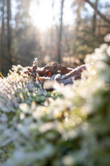 A cold winter landscape with macro of old rotting leaves for morning sunrise. 