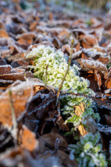 A cold winter landscape with macro of old rotting leaves for morning sunrise. 