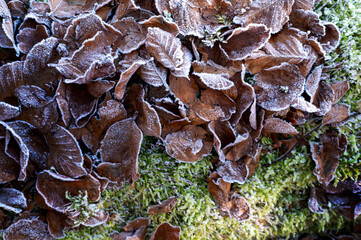 A cold winter landscape background with macro of old rotting leaves for morning sunrise. 