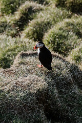 An Atlantic puffin stands on a grassy cliff at Dyrhólaey, South Iceland, basking in the sunlight