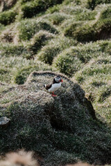 An Atlantic puffin rests among dry grass on a cliffside at Dyrhólaey, South Iceland