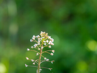 咲き始めた山のナズナ02