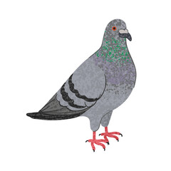 Vector Colorful Illustration of Bird Pigeon Isolated on White Background
