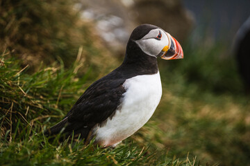 An Atlantic puffin stands on a grassy cliff at Dyrhólaey, South Iceland, basking in the sunlight