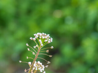 咲き始めた山のナズナ04