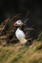 Majestic Atlantic puffin standing on grassy cliffs at Dyrhólaey, South Iceland