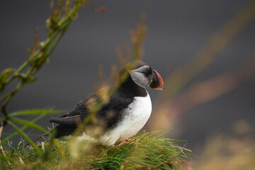 Fototapeta premium Nonbreeding adult Atlantic puffin resting on grassy cliffs at Dyrhólaey, South Iceland