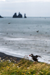 Atlantic puffin stretching its wings on a grassy cliff at Dyrhólaey, South Iceland, with Reynisdrangar sea stacks in the background