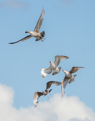 Obraz premium Three seagulls chasing another gull trying to steal its snack with a blue sky and white clouds in the background. 