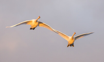 A couple of adult mute swans flying side by side overhead with sunset lighting. 