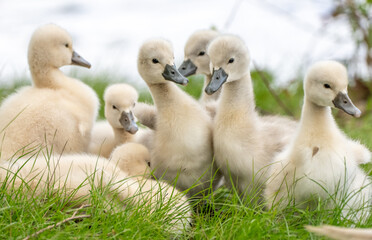 A group of young swan cygnets sitting together in a grassy area looking in different directions. 