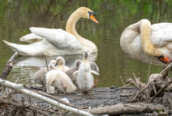 A family of mute swans with cygnets in the foreground and adults behind them in the pond and one cygnet is standing up and looking at the camera. 