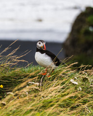Atlantic puffin standing on a grassy cliff at Dyrhólaey, South Iceland