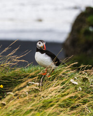 Atlantic puffin standing on a grassy cliff at Dyrhólaey, South Iceland