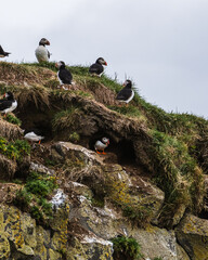 Colony of Atlantic puffins nesting on cliffs at Dyrhólaey, South Iceland