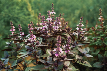Flowering Purple Basil Plant Growing In Home Garden. Fresh Leaves Of Genovese