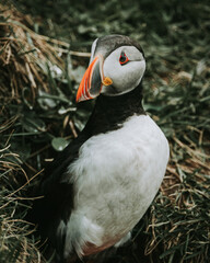 Atlantic puffin near its burrow on grassy cliffs at Dyrhólaey, South Iceland
