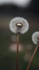 Fototapeta premium A dandelion stands tall, its seeds ready to disperse in the wind Vertical Mobile Wallpaper