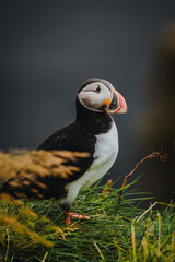 Close-up of an Atlantic puffin standing on a grassy cliff in Dyrhólaey, South Iceland