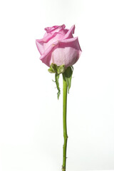 It's a pink rose in full bloom.
