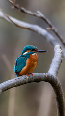Obraz premium A striking blue and orange kingfisher perched on a slender tree branch Vertical Mobile Wallpaper