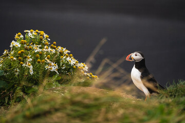 Atlantic puffin among chamomile flowers on a grassy cliff at Dyrhólaey, Iceland