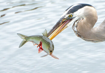 A close up of a great blue heron with a freshly caught herring alewife fish stabbed on its beak and fish has wide open mouth 