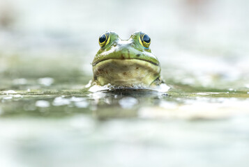 A close up of a green frog’s face as it sits in a pond with only its head above the water