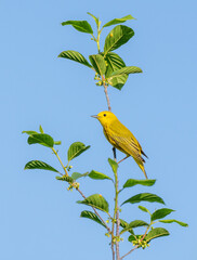 A male yellow warbler perched in a tree with a blue sky background. 