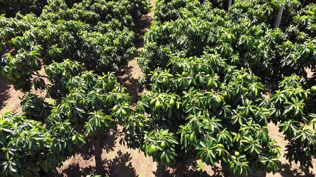 Aerial view of a mango orchard with rows of healthy mango trees, showcasing the lush greenery and growth of the crop in the sunlit field