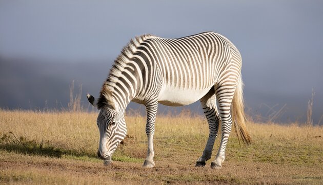 zebra in the savannah