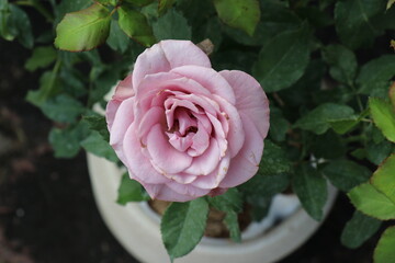 Purple  roses are blooming in the garden.